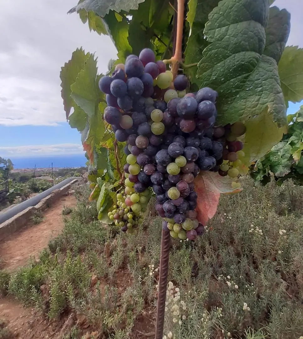 Finca De Luna La Orotava Spanien
